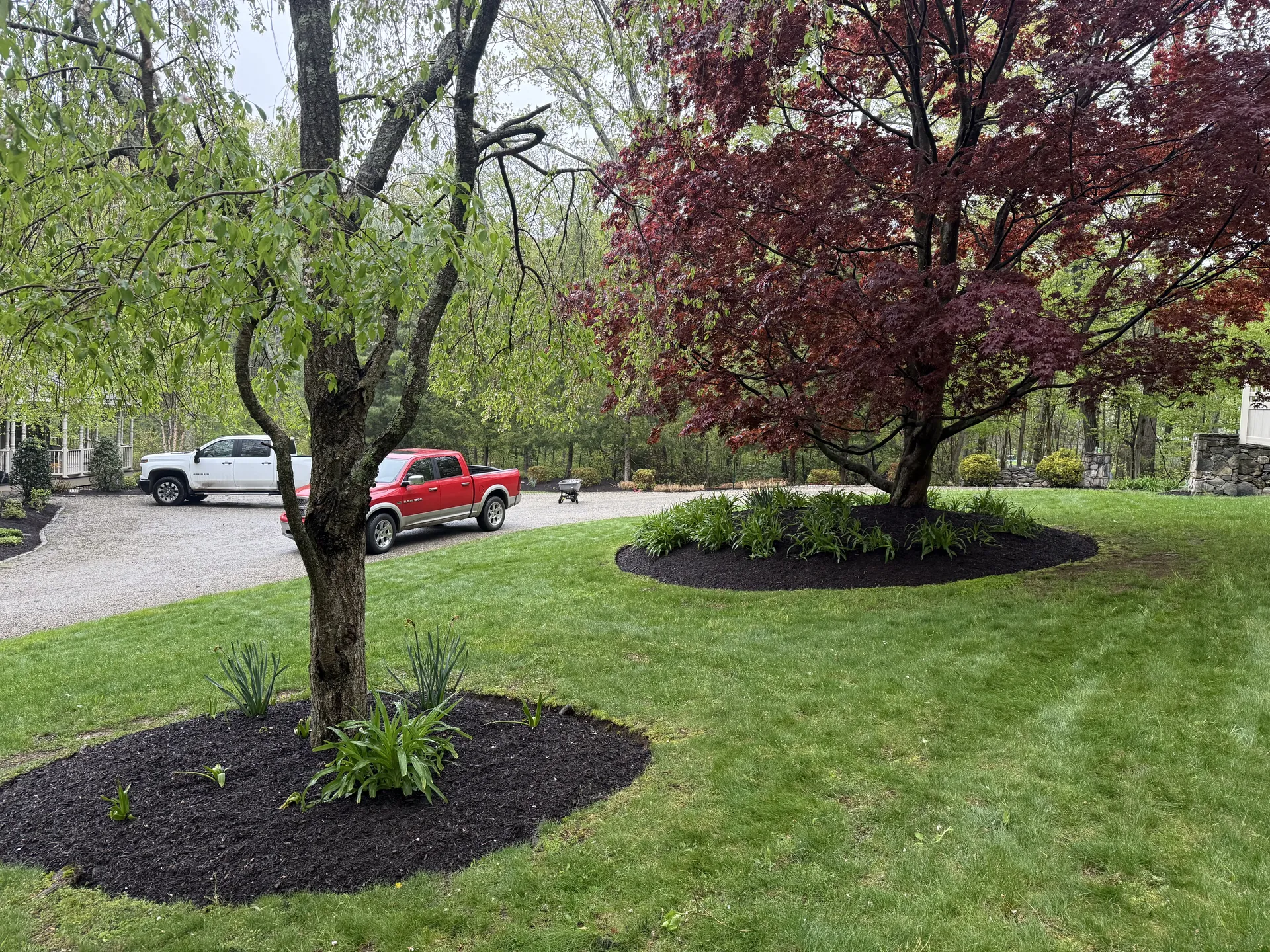 Mulched tree beds with Japanese maple and weeping tree