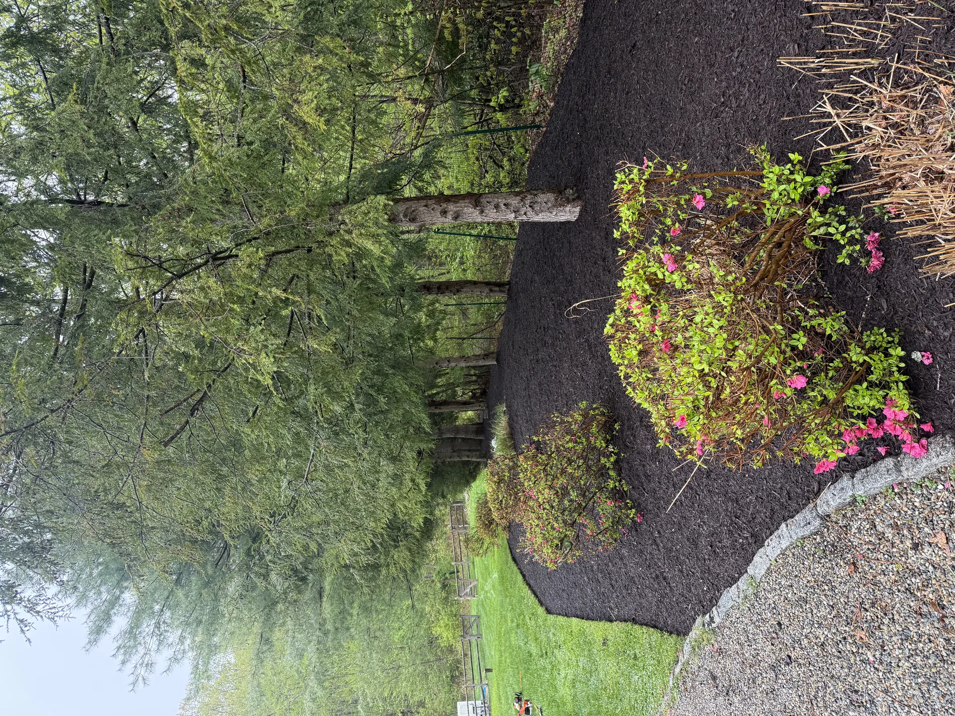 Front entrance with pond and Japanese maple